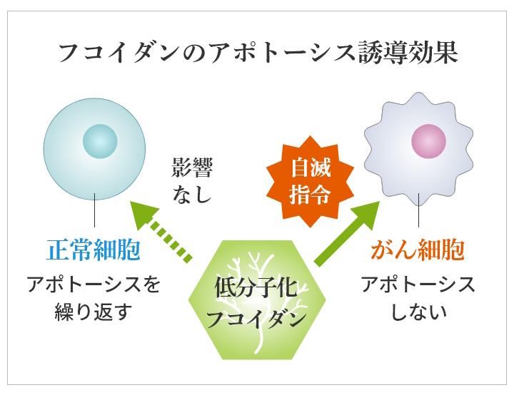 アトポーシス誘導効果