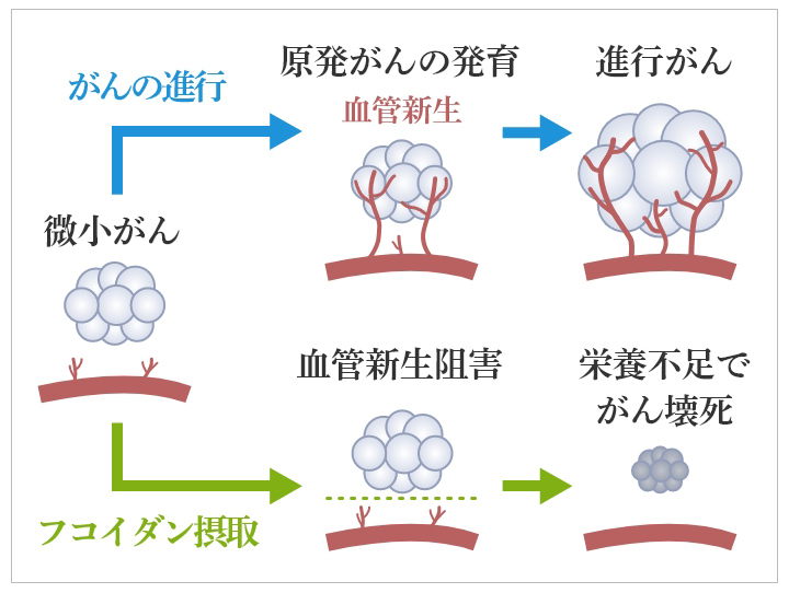 免疫の高いと低い
